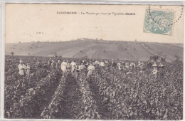 Yonne - Dannemoine - Les Vendanges Dans Les Vignobles Abadie - Autres & Non Classés