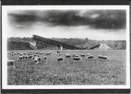 77  MELUN - Aout 1944 - Pont De Chartrettes - Moutons - Semi Moderne PF - Melun