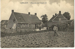 GHELUWE 't ROOZEKE Met  TABAKVELD FELDPOST  1915 Düsseldorf 1891 D1 - Wervik