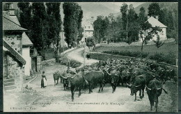 15 - B9058CPA - AUVERGNE - Troupeaux Descendant De La Montagne - Parfait état - CANTAL - Andere & Zonder Classificatie