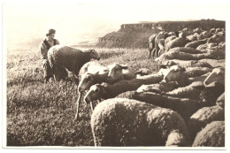 12 - B24681CPA - ROQUEFORT - La Traite à La Main - Parfait état - AVEYRON - Roquefort