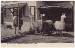 68 - B32365CPA - MULHOUSE - Jardin Zoologique, Lama - Parfait état - HAUT-RHIN - Mulhouse