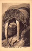 Canada - Eskimo Missions, Nunavut - Walrus Seen From The Front - Publ. Oblate Missionaries Of Mary Immaculate - Serie XI - Nunavut