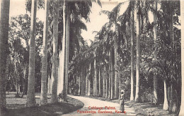 Sri Lanka - KANDY - Peredeniya Gardens, Cabbage Palms - Publ. Plâté & Co.  - Sri Lanka (Ceylon)