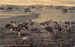 South Africa - OUDTSHOORN - Ostrich Park - Publ. J. & H. Pocock  - Afrique Du Sud
