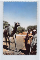 Tchad - ABECHÉ - Un Dromadaire - Photo Robert Carmet - Ed. La Carte Africaine 7 - Tschad