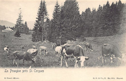 Suisse - LA PRANGINE (VD) Près St. Cergues - Vaches à La Pâture - Ed. E. Tissot - Autres & Non Classés