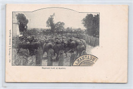 Thailand - Elephant Hunt At Ayuthia - SEE SCANS FOR CONDITION - Publ. J. Antonio 247 - Thailand