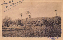 Lebanon - BEIRUT - Olive And Palm Grove - Ed. Sarrafian Bros. 713 - Lebanon
