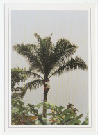 Postal Stationery Gabonese 1998 Palm Tree - Harvesting Of Palm Wine - Alberi