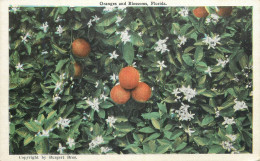 USA Florida Oranges And Blossoms Detail View - Autres & Non Classés
