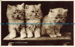 R634162 Three Little Kittens. Valentine. Real Photo Animal Series. RP - Monde