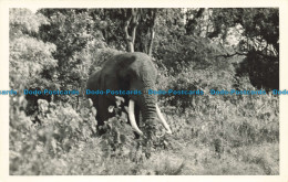 R634175 Serengeti National Park. The Patriarch. Mrs. Y. G. Molloy - Monde