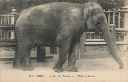 E507 PARIS Jardin Des Plantes L'éléphant - Parken, Tuinen