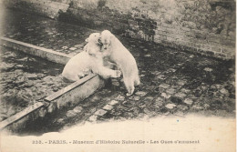 E508 PARIS Jardin Des Plantes Les Ours - Parks, Gärten