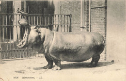 E515 PARIS Jardin Des Plantes Hippopotame - Parcs, Jardins