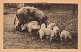 E517 Repas En Famille  Cochons - Schweine