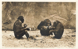 E518 Museum National Parc Zoologique Les Chimpanzés - Museums