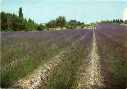 COULEURS DE PROVENCE - Harmonie... - Andere & Zonder Classificatie