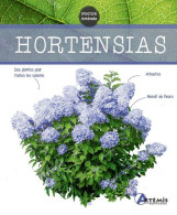 Hortensias - Autres & Non Classés