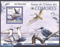 Comoros 2009 Terns S/s, Mint NH, Nature - Birds - Isole Comore (1975-...)