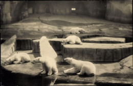 CPA Zoologischer Garten, Eisbären - Andere & Zonder Classificatie