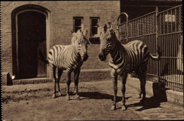 CPA Rotterdam Südholland Niederlande, Rotterdam Zoo, Zebras - Other & Unclassified