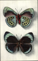 CPA Callithea Leprieuri, Schmetterling - Other & Unclassified