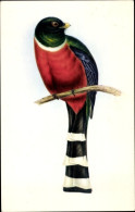 Artiste CPA Gould, J., Trogon Mexicanus, Vogel - Other & Unclassified