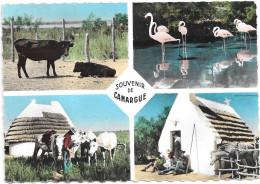 SOUVENIR DE CAMARGUE - Other & Unclassified