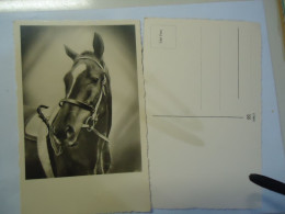 ANIMALS  POSTCARDS  HORSHES - Horses