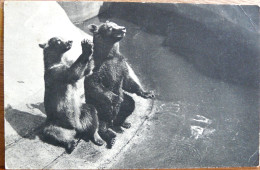 UN COUPLE D'OURS BRUN PAR ZOOLOGIQUE DE VINCENNES - Ours