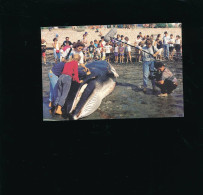 Yves Maurice De Guérande Photographe - Rorqual échoué Sur Plage De St-Guérin 1991 - Tirage 2000 Ex - Autres & Non Classés