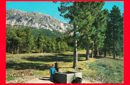 ITALIA - Abruzzo - Cartolina Viaggiata Nel 1985 - Pratola Peligna (AQ) - Abruzzo Pittoresco (24) - Pineta 'Colle Delle V - Sonstige & Ohne Zuordnung