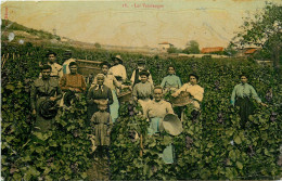  Travaux Agricoles , Les Vendanges , * 525 61 - Vigne