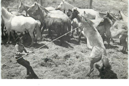 AIGUES-MORTES - LE GRAU DU ROI - Capture D'un Cheval Sauvage - Aigues-Mortes