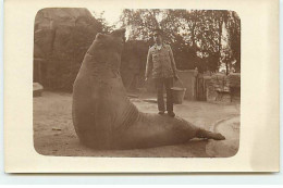 Carte Photo - Animaux - Homme Debout Sur La Queue D'un Eléphant De Mer - See Elefant - Other & Unclassified