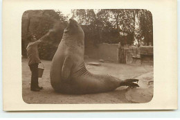 Carte Photo - Animaux - Homme Nourrissant Un Eléphant De Mer - See Elefant - Autres & Non Classés