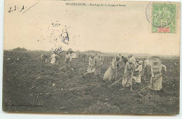 Guadeloupe - Sarclage De La Canne à Sucre - Altri & Non Classificati