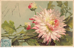 Illustrateur - C. Klein - Chrysanthème - Klein, Catharina