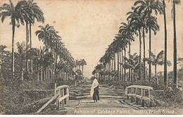 BRITISH GUIANA - Avenue Of Cabbage Palms HOUSTON - Sonstige & Ohne Zuordnung