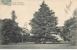 SAINT GRATIEN - Cèdre Du Liban - Saint Gratien