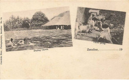 Tanzanie - ZANZIBAR - Drying Cloves - Cattle Group - Tanzanía