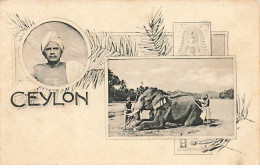 Sri Lanka - Ceylon - Hommes Près D'un éléphant - Sri Lanka (Ceilán)