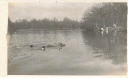 Photo - Chasse à Courre Dans Les Yvelines - Chiens Suivant Un Cerf Dans Un étang - Hunting