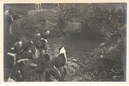 Photo - Chasse à Courre GAMBAISEUIL - Haizettes - La Meute Entourant Un Cerf - Hunting