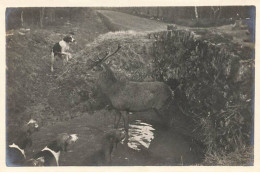 Photo - Chasse à Courre GAMBAISEUIL - Haizettes - La Meute Entourant Un Cerf - Jacht