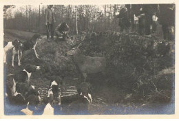 Photo - Chasse à Courre GAMBAISEUIL - Haizettes - Les Chasseurs Et La Meute Entourant Un Cerf - Jacht