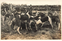 Photo - Chasse à Courre Dans Les Yvelines - Sonneurs De Cor Et Une Meute - Lundi De Pâques 1914 - Chasse