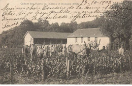 ORLY - Culture Des Vignes Du Château Et Domaine D'Orly - Orly